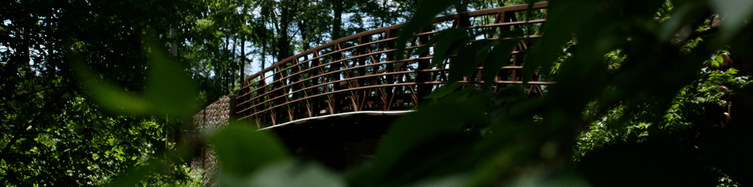 Tree leaves surround the Arbuckle Acres Park bridge