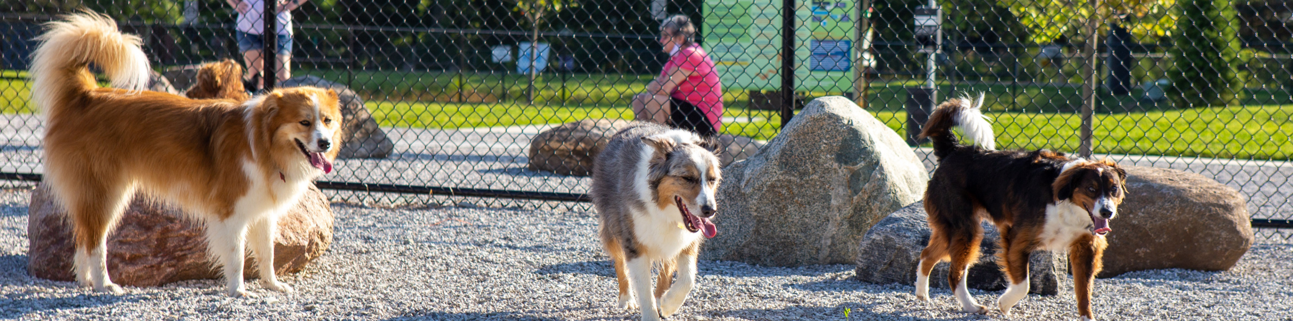Dogs at Cardinal Bark Park